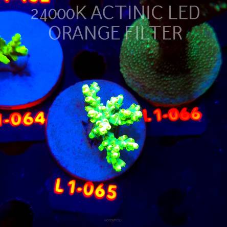 Acropora ACULEUS HIGHLIGHTER SSA (03.08.2026) L1-065  4cm