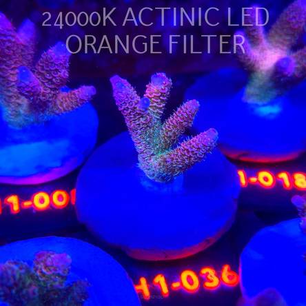 Acropora MILLEPORA RAINBOW (02.11.2025) H1-036  4cm