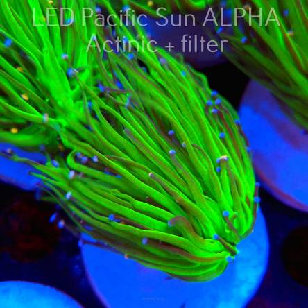 Euphyllia glabrescens RED-GREEN (04.08.2024)