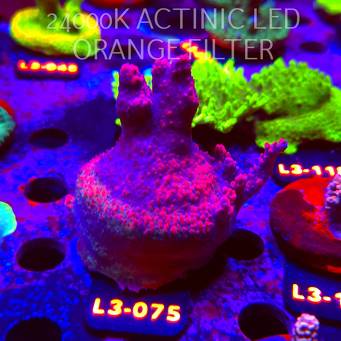 Acropora sp. AUSTRALIA (05.01.2026) L3-075  9cm