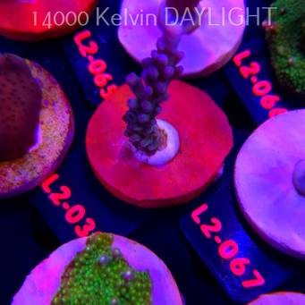 Acropora loripes JM LIME ICE (14.08.2026) L2-030  5cm