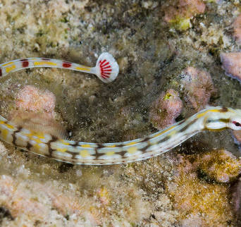 Corythoichthys alchetron 13 cm