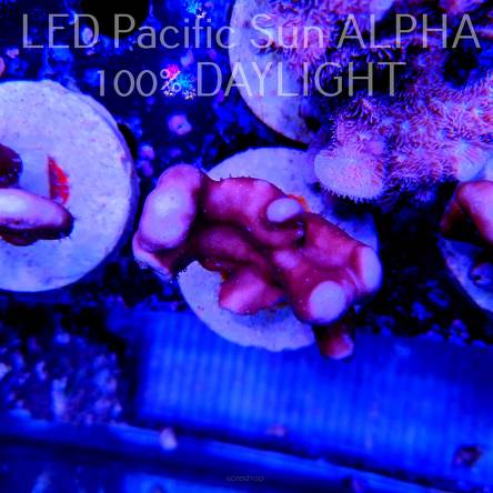 Blue Ridge Coral - Heliopora coerulea - Blue Fire Coral (13.09.2022)