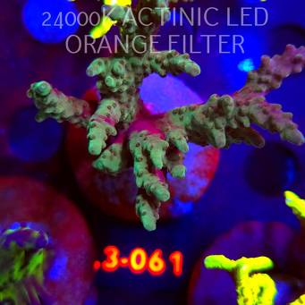 Acropora sp. AUSTRALIA (04.01.2026) L3-061  9cm