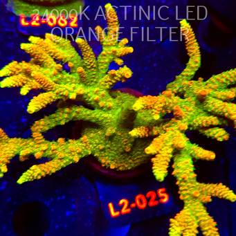 Acropora MILLEPORA SUNSET  (19.03.2026) L2-025  18cm