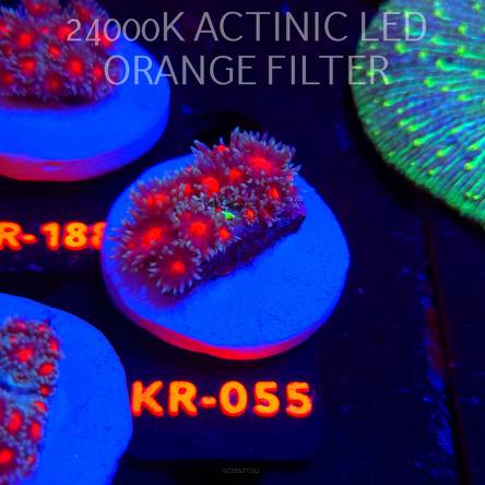 Goniopora CONFETTI (17.01.2026) KR-055  3cm