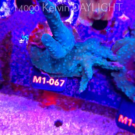 Acropora sp. AUSTRALIA (12.06.2026) M1-067  12cm