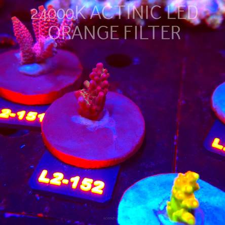 Acropora microclados SSC TYPE (14.08.2026) L2-152  2cm