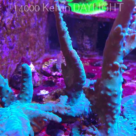 Acropora sp. AUSTRALIA (06.11.2025) MM1-II-2  10cm