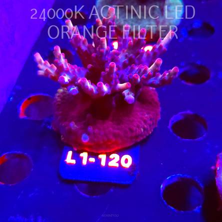 Acropora JMC PINK DREAM (14.03.2026) L1-120  6cm