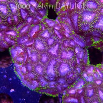 Favia WWC SPACE MONKEY (23.11.2025)  7cm