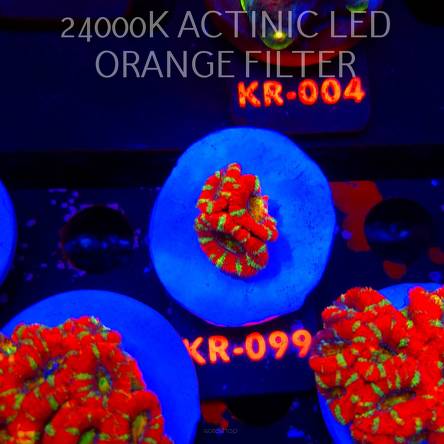 Acanthastrea lordhowensis CHRISTMAS ACAN (03.01.2026) KR-099  2.5cm