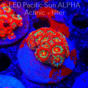 Acanthastrea lordhowensis SUPERNOVA (23.01.2025)  4cm
