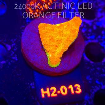 Echinophyllia GOLD Rush Chalice (02.12.2025) H2-013  4cm