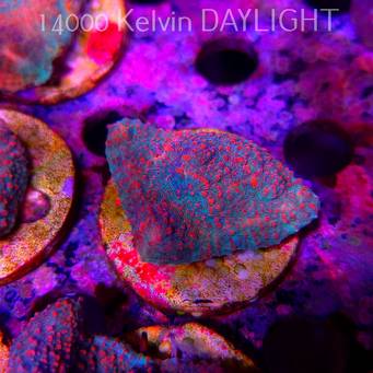 Echinophyllia Lava Rush Chalice (18.05.2025)  5cm