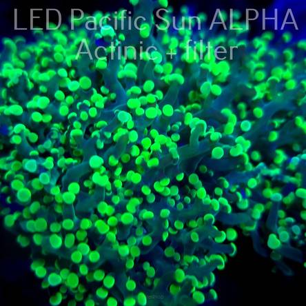 Euphyllia yaeyamaensis GREEN (03.11.2024)