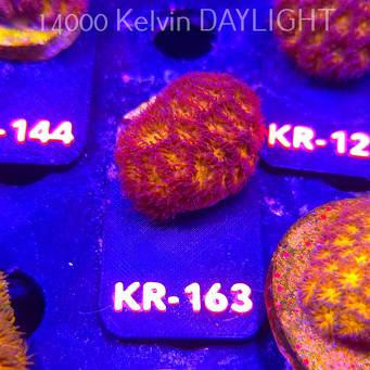 Leptastrea pruinosa JOHN DEERE (14.01.2026) KR-163  3cm