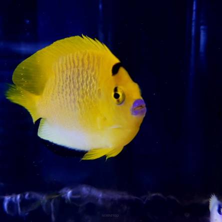 Apolemichthys trimaculatus (Flagfin Angel) 10cm