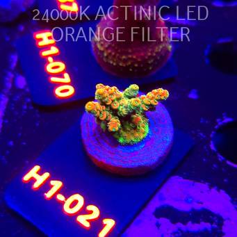 Acropora sp. JMC SPECIAL (02.02.2026) H1-021  3cm