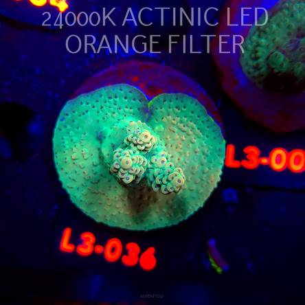 Acropora Jason Fox's Fox Flame Acro (04.01.2026) L3-036  5cm