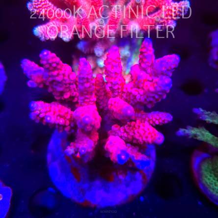 Acropora VERWEYI FF RED ROBIN (03.03.2026)  11cm