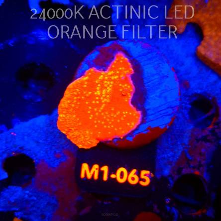 Montipora WWC SUNFIRE GRAFTED (12.06.2026) M1-065  4cm