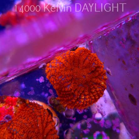 Rhodactis GRAND MASTER RED (03.06.2025)  3cm