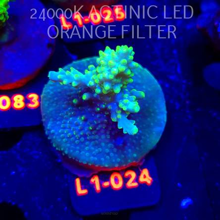 Acropora sp. AUSTRALIA (11.10.2025) L1-024  5cm