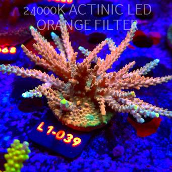 Acropora sp. GRAFTED AUSTRALIA  (16.03.2026) L1-039  10cm