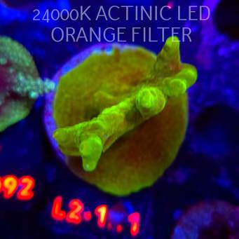 Acropora sp. AUSTRALIA (18.03.2026) L2-121  7cm