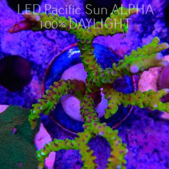 Anacropora WWC SLIMEBALL (08.08.2024) L2-I-7  8cm