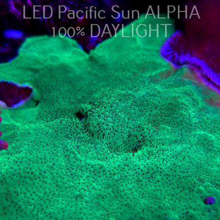 C.D. MONTIPORA UNDATA JEDI MIND TRICK  3-4cm