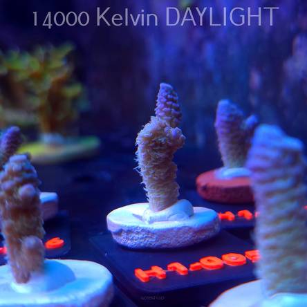 Acropora MILLEPORA RAINBOW (16.10.2025) H1-005  3cm