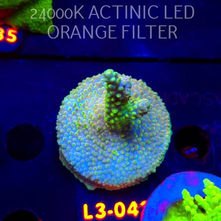 Acropora sp. PREMIUM AUSTRALIA (09.05.2026) L3-042  5cm