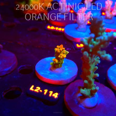 Acropora loripes GOLDEN JAWDROPPER (14.08.2026) L2-114  3cm