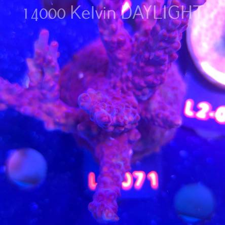 Acropora sp AUSTRALIA (12.11.2025) L2-071  10cm