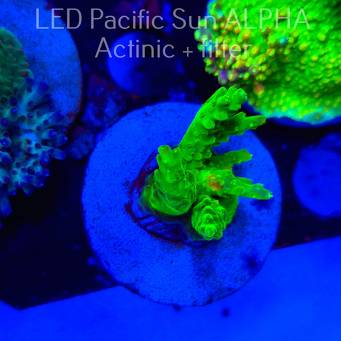 Acropora RR RAINBOW LOOM  (08.08.2024) L2-I-34  4cm