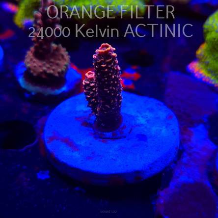 Acropora MILLEPORA PINK (20.03.2025) L1-II-16  4cm
