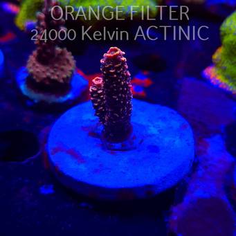 Acropora MILLEPORA PINK (20.03.2025) L1-II-16  4cm
