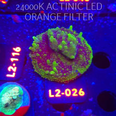 Acropora granulosa ULTRA (14.11.2025) L2-026  5cm