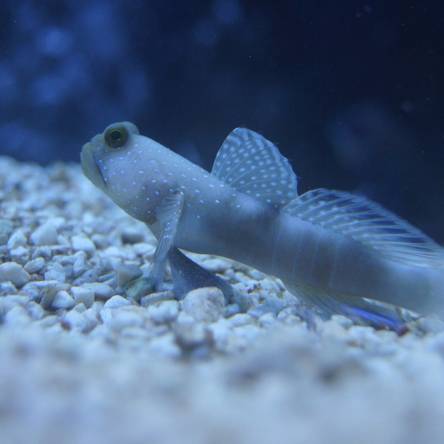 Cryptocentrus cinctus rozmiar 6-8 cm (Yellow Watchman Goby)