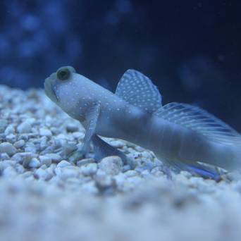 Cryptocentrus cinctus rozmiar 6-8 cm (Yellow Watchman Goby)