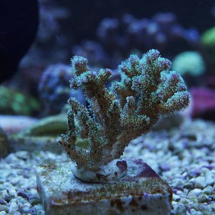 Pocillopora 