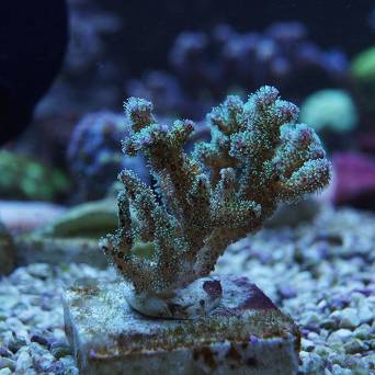 Pocillopora 
