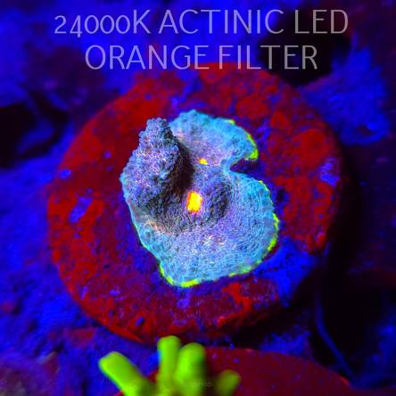 Echinophyllia Flaming Bugatti Chalice (08.11.2025) MM1-I-34  2.5cm