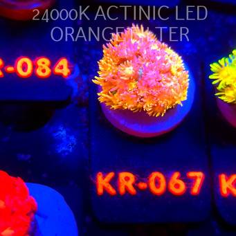 Goniopora RAINBOW GRAFTED SHOWSTOPPER (02.11.2025) KR-067  2cm