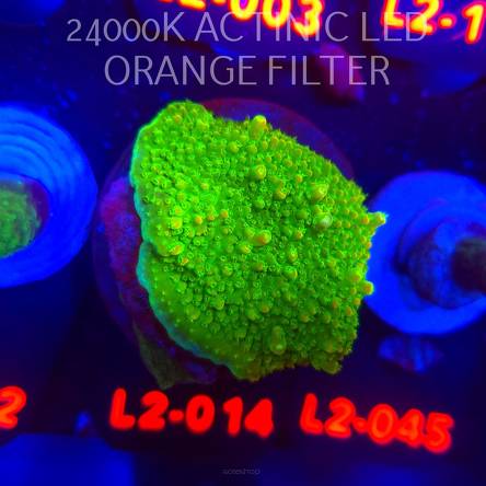 Acropora GOLD FEVER (12.11.2025) L2-014  4cm