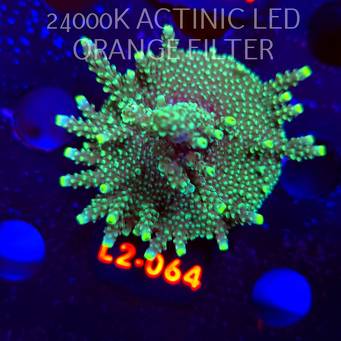 Acropora GOLD FEVER (19.03.2026) L2-064  6cm