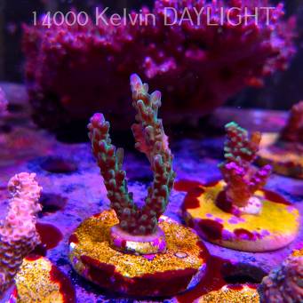 Acropora valida PURPLE TIPS (24.05.2025) L2-III-22  6cm