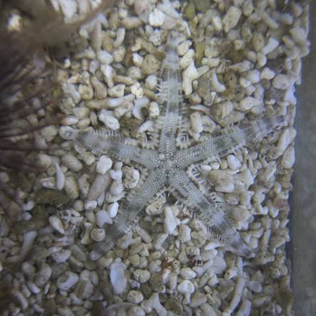 Archaster typicus (Rozgwiazda piaskowa) rozmiar 5 cm